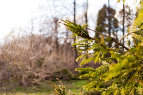Download Spruce, Fir Tree Light Green Branches. - Premium Resources